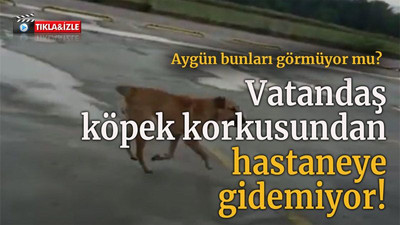 Aygün bunları görmüyor mu? Vatandaş köpek korkusundan hastaneye gidemiyor!